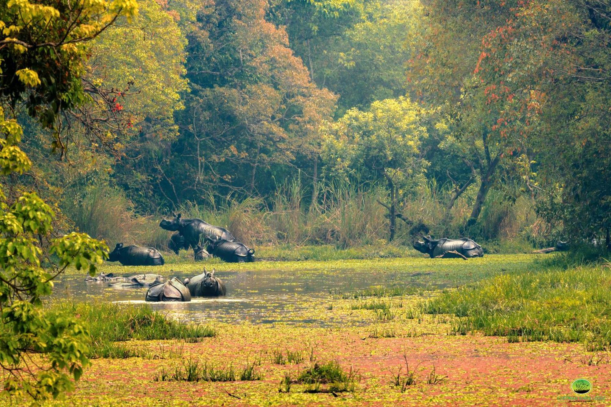 Chitwan Gaida Lodge - Animal Lovers & Birdwatchers Paradise Sauraha Buitenkant foto