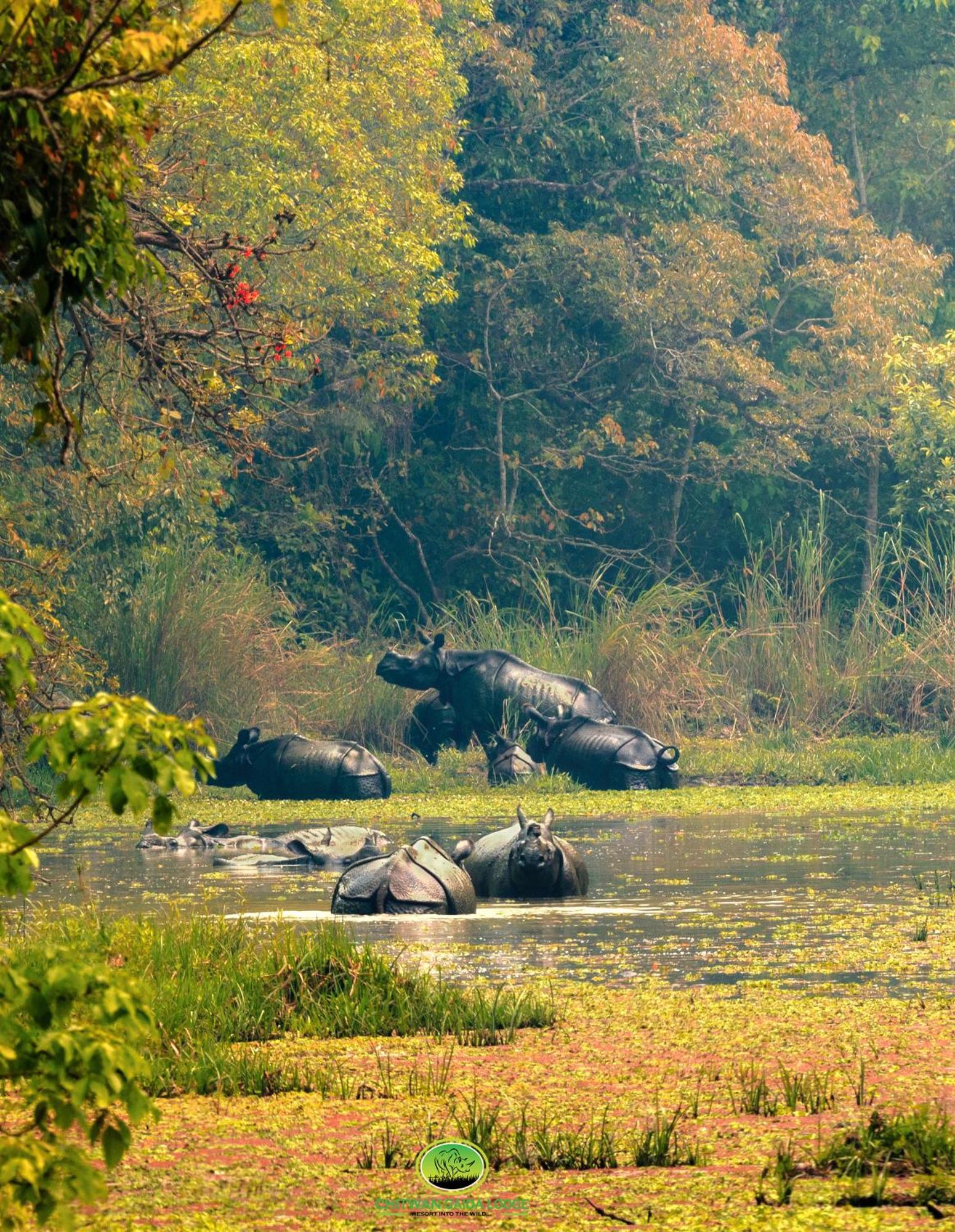 Chitwan Gaida Lodge - Animal Lovers & Birdwatchers Paradise Sauraha Buitenkant foto